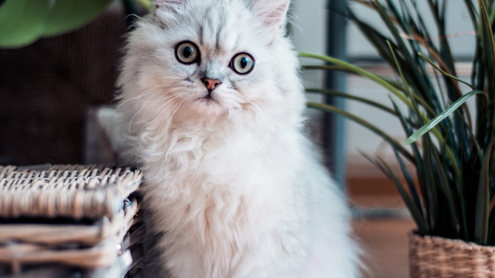 rana-sawalha-X7UR0BDz-UY-unsplash