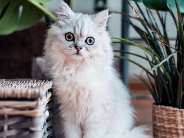 rana-sawalha-X7UR0BDz-UY-unsplash